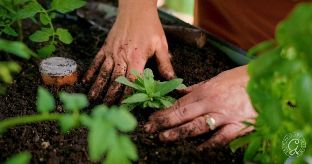 Close-up of two hands planting a small green seedling in dark soil, surrounded by other plants in an elevated garden bed—perfect for thriving even in hot climates.