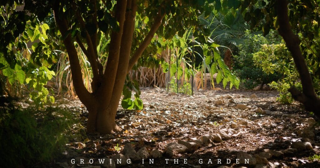 4-Step Permaculture Method for Feeding Fruit Trees