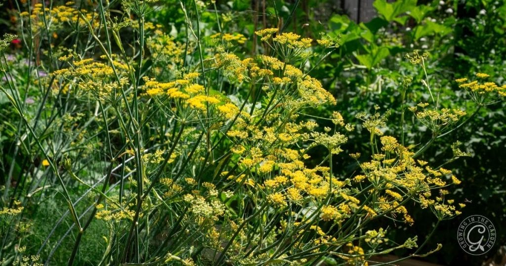 Yellow fennel flowers bloom in clusters on tall, wispy green stems in a lush garden—a beautiful scene for anyone learning how to grow fennel among various leafy plants on a sunny day.