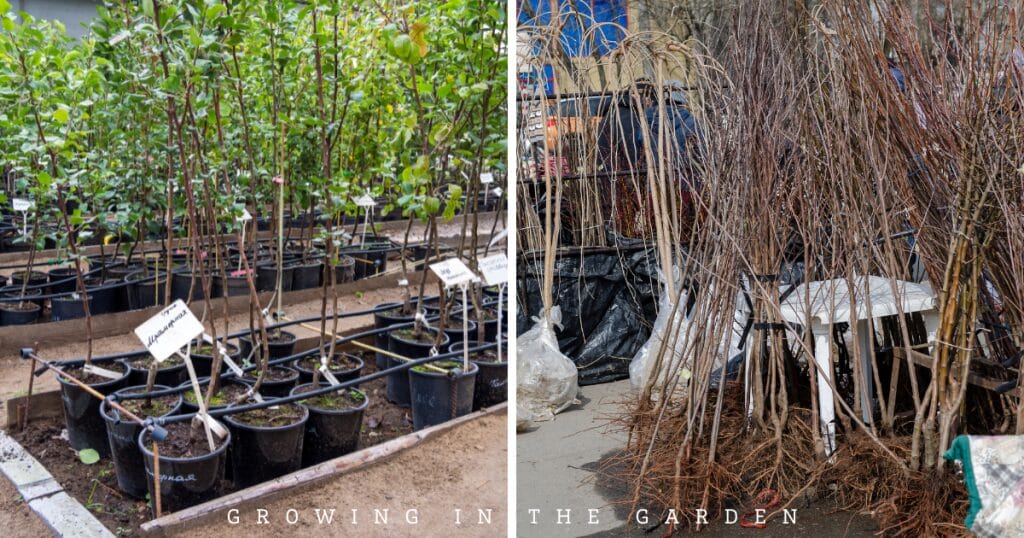 Planting Bare Root & Container Fruit Trees: A Step-by-Step Guide