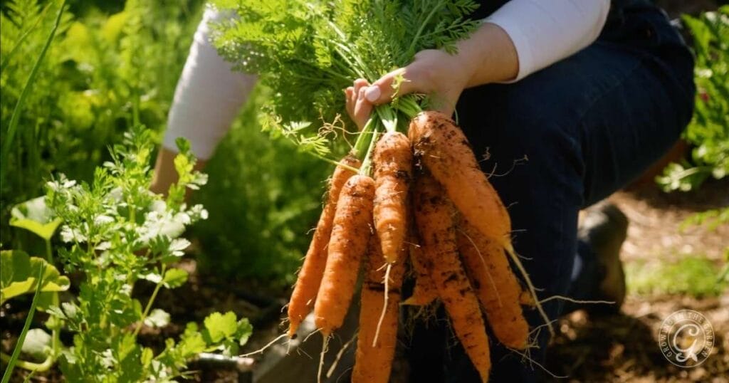 Top Winter Crops for Hot Climates: What to Grow and When