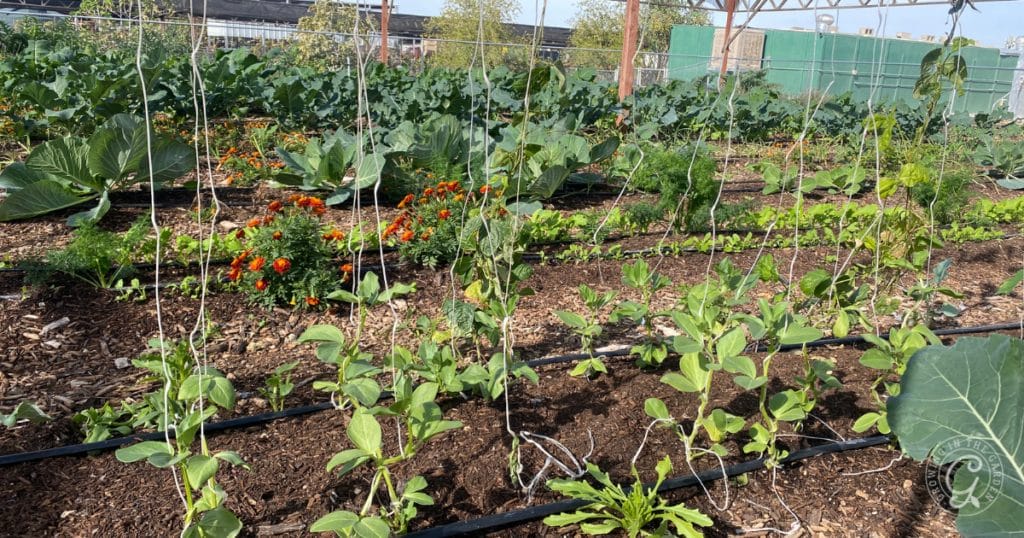 Why Add Worms to Your Garden: Benefits of Worm Castings