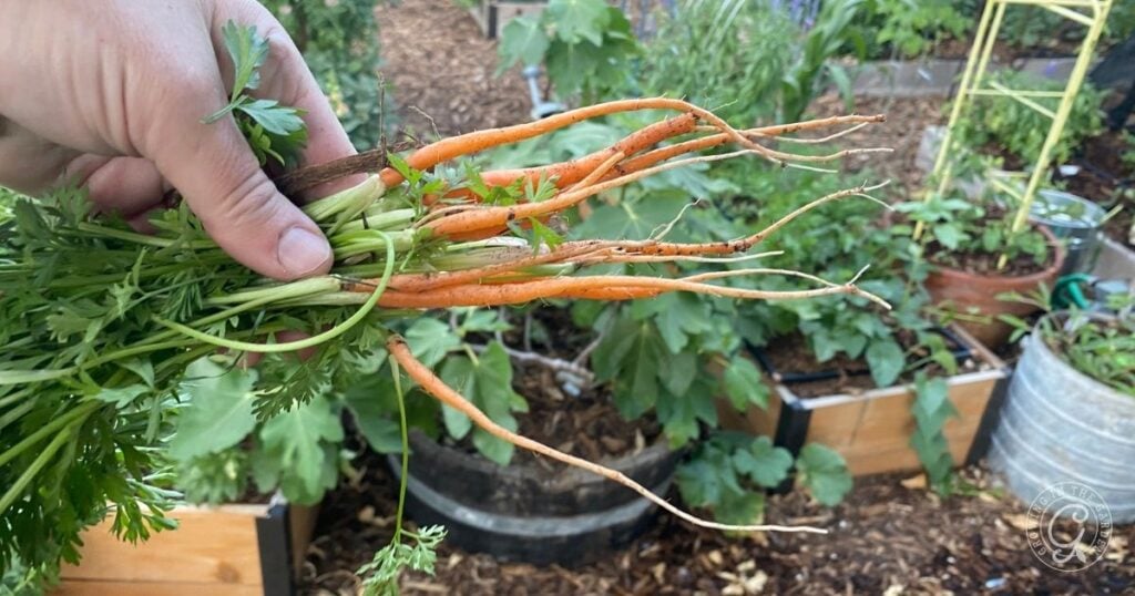 A hand holds several thin, misshapen carrots freshly pulled from a garden with raised beds and green plants in the background, showing healthy harvests when you prevent powdery mildew on carrots.