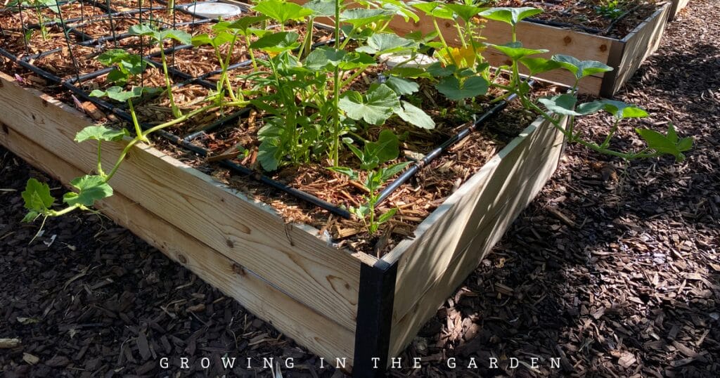 Do metal beds heat up more than wooden garden beds? See the temperature readings from four weeks of testing and make an informed decision.