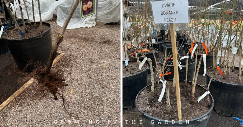 how to plant bare root fruit trees