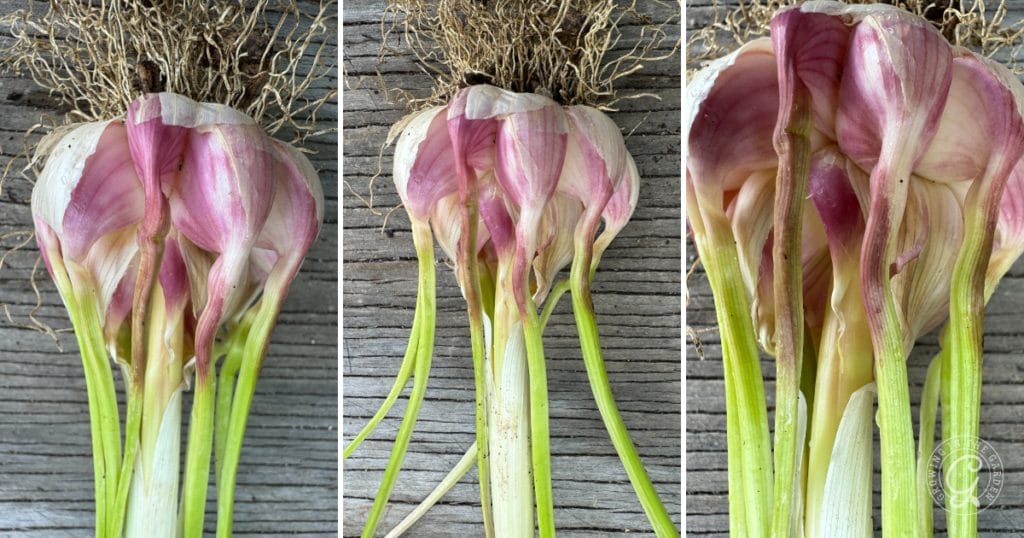 Witches Broom Garlic: What's Wrong with My Garlic?