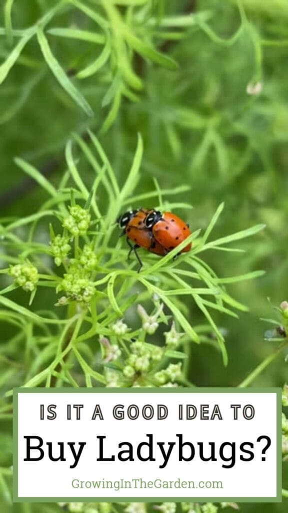 How to Encourage and Invite Ladybugs to Your Garden Naturally