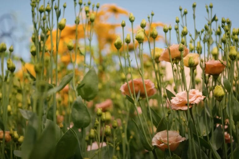 How to Grow Lisianthus in Hot Summers featured image