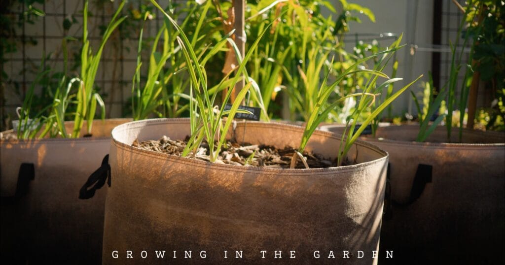 10 New Gardener Mistakes: What To Do Instead