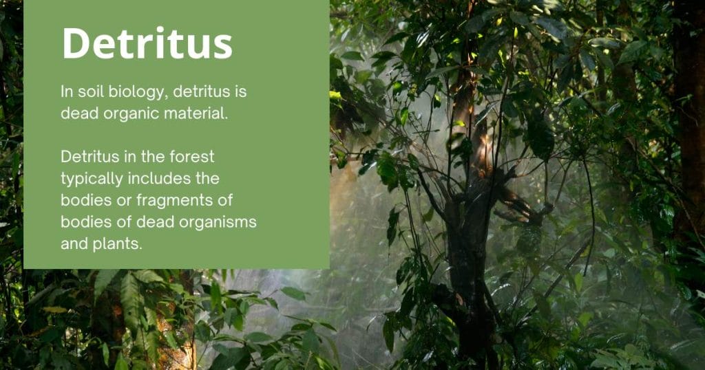 In soil biology, detritus is dead organic material. Detritus in the forest typically includes the bodies or fragments of bodies of dead organisms and plants, and poop.