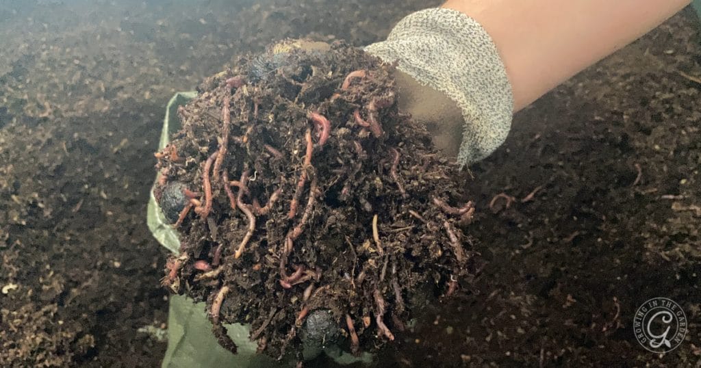 Why Add Worms to Your Garden: Benefits of Worm Castings