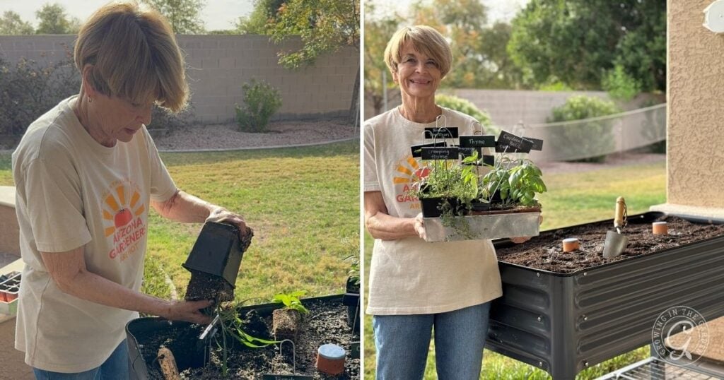 Two photos: On the left, an older woman with short hair plants seedlings in an elevated garden bed. On the right, she smiles, holding a tray of labeled herb seedlings next to her raised garden bed—perfect for gardening tips in small spaces.