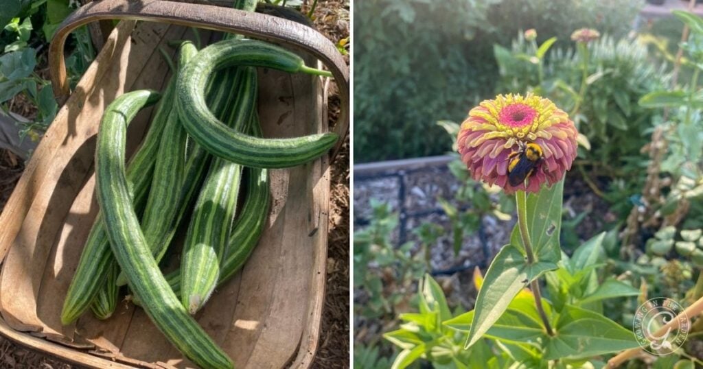Hot climate companion plants Armenian cucumbers and zinnias