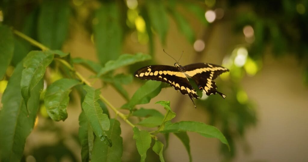 How to be an Organic Gardener