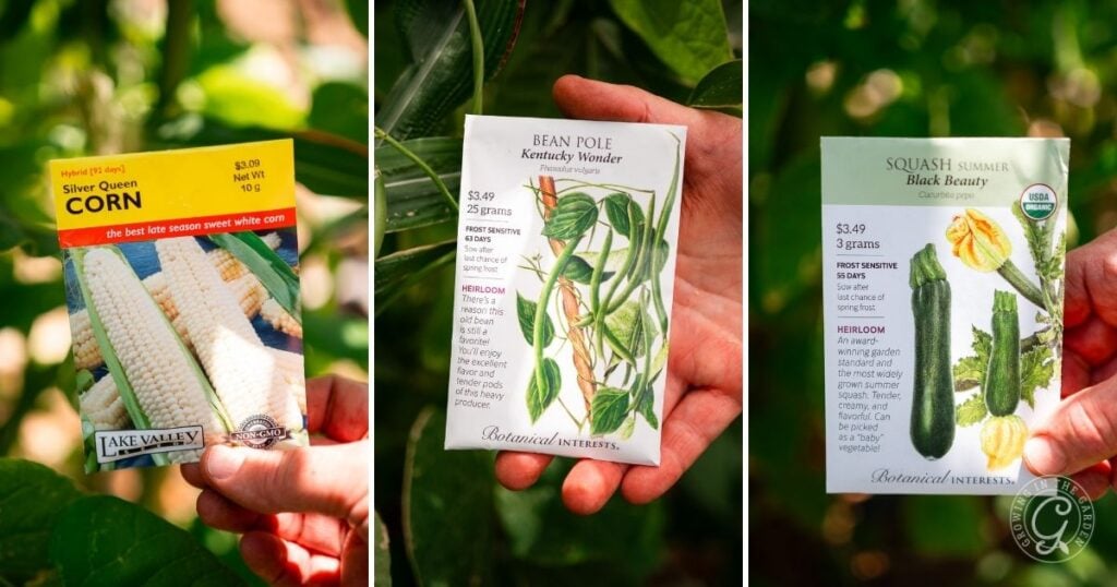 Three hands each hold seed packets for corn, bean pole, and summer squash—the classic foundation for a three sisters garden—against a green garden background. Learn how to grow three sisters garden successfully in your own space.