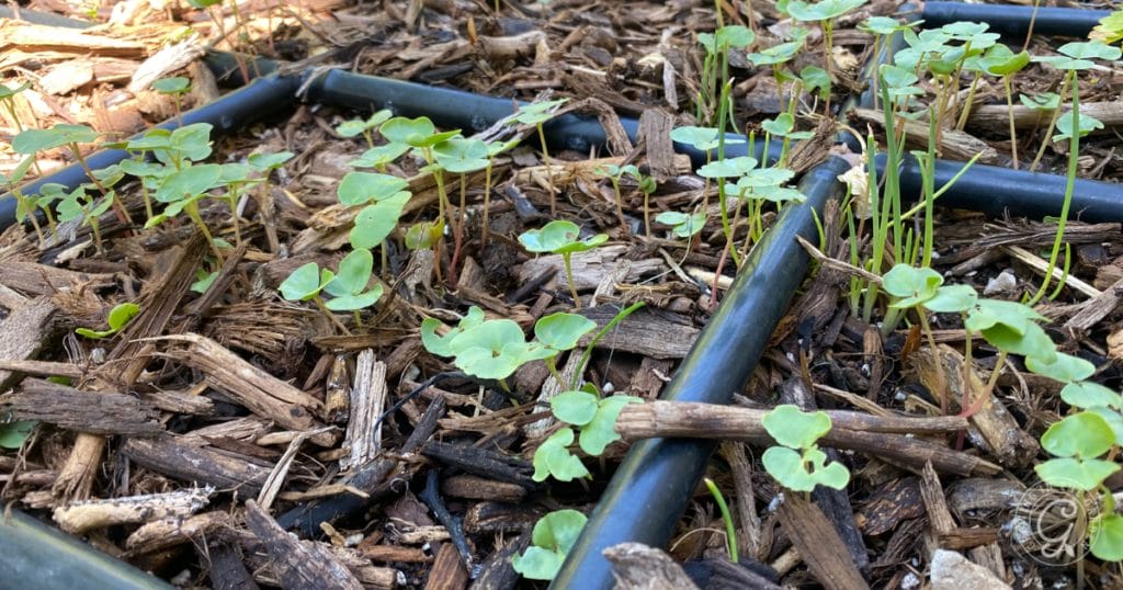 Take the summer off! Plant heat-tolerant cover crops instead