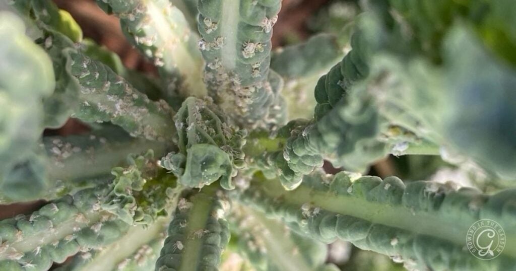 Close-up of green plant leaves in a hot climate summer garden, covered with small white pests or a powdery substance.