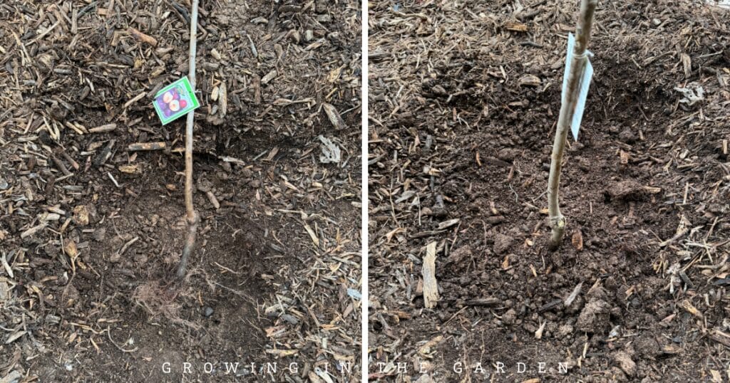 How to Plant Deciduous Fruit Trees