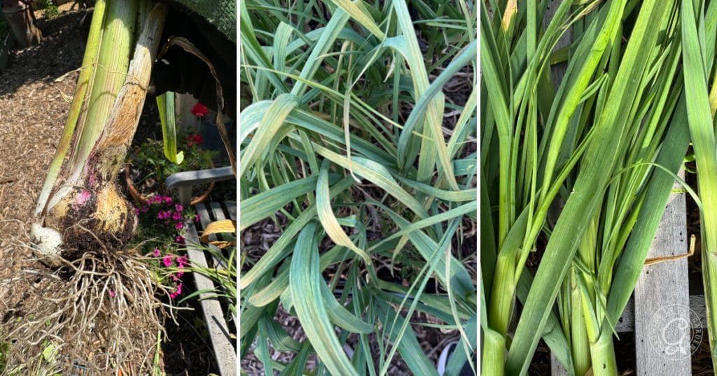 Witches Broom Garlic: What's Wrong with My Garlic?