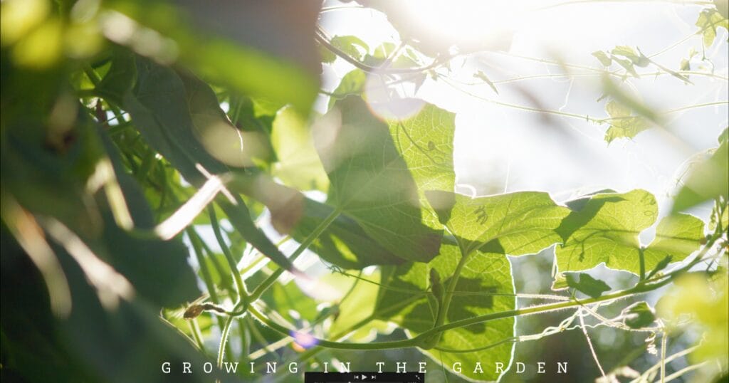 10 New Gardener Mistakes: What To Do Instead