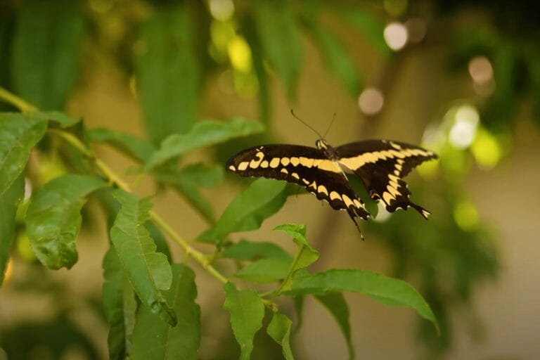 How to be an Organic Gardener featured image