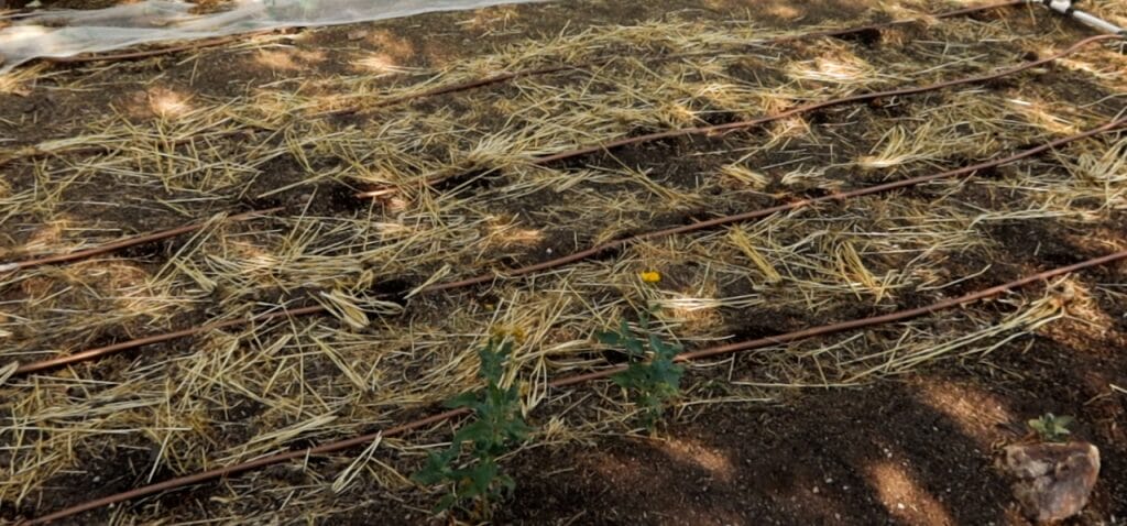 Sunken Garden Beds: Water-Wise Gardening in the Desert - History of Sunken Garden Beds in the Sonoran Desert