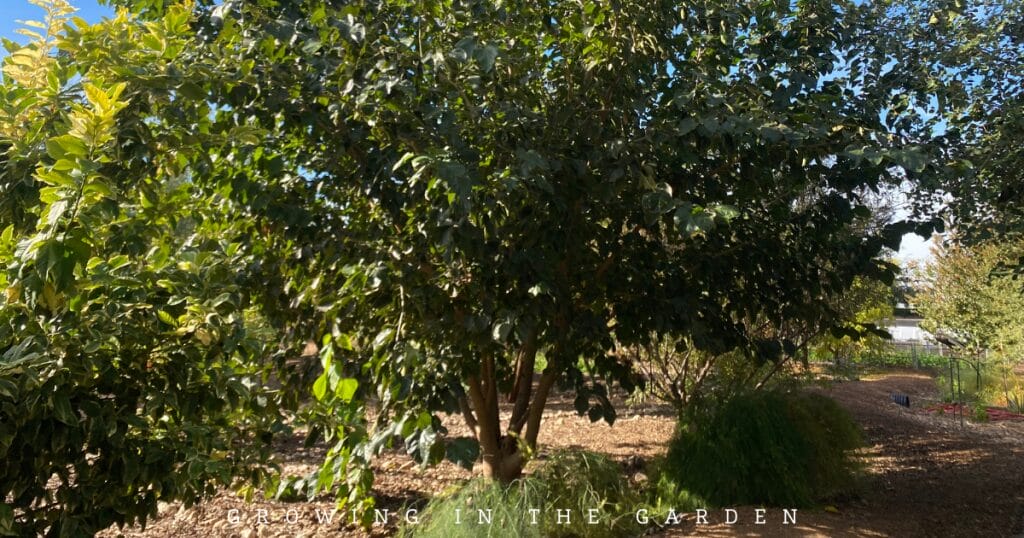 10 Practical Tips for Creating a Permaculture Food Forest