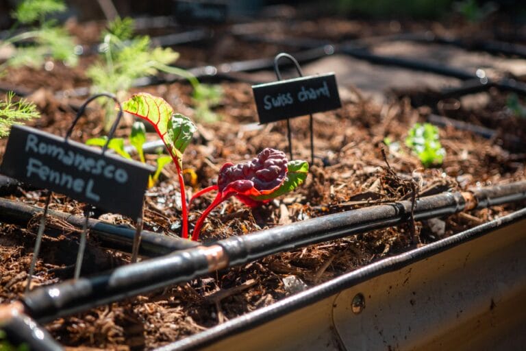 5 Raised Bed Garden Mistakes To Avoid featured image