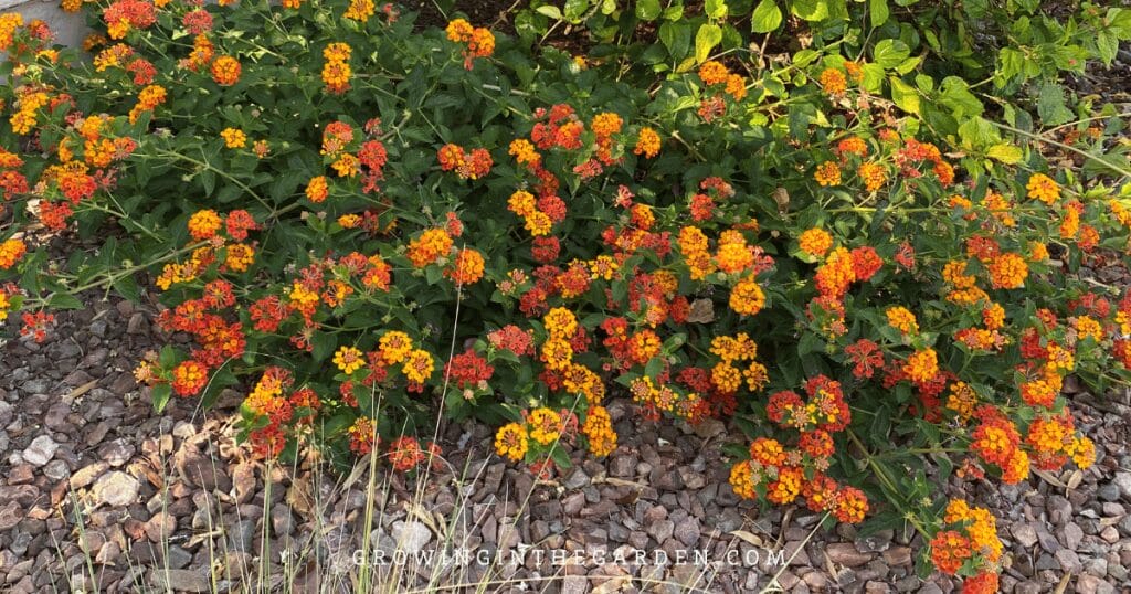 5 Reasons to Replace Grass With Water-Saving Groundcovers: Lantana as a low-water use groundcover