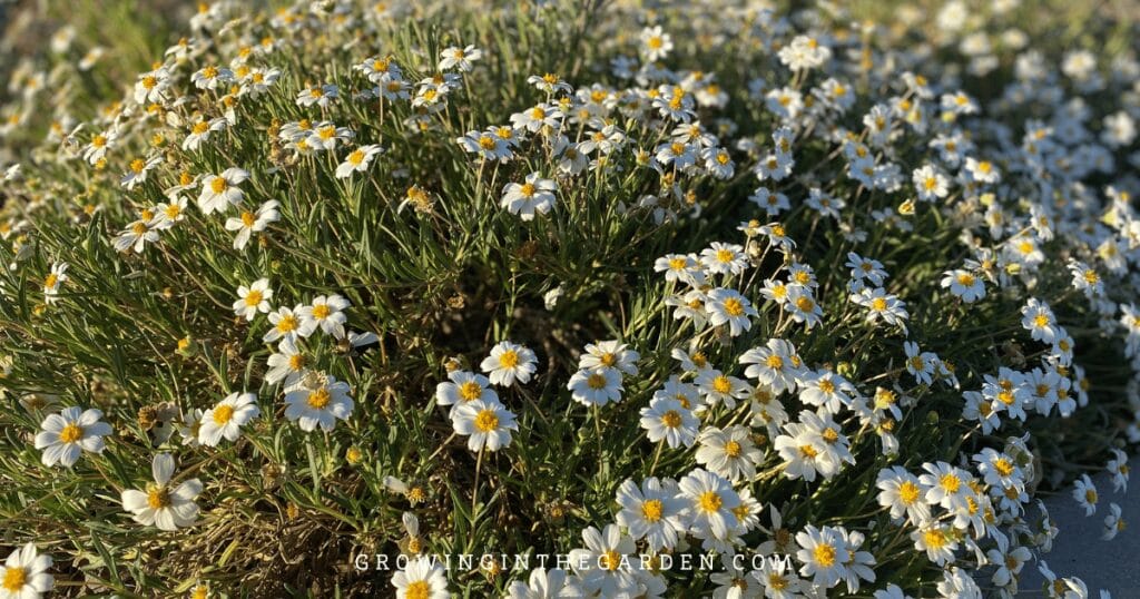 5 Reasons to Replace Grass With Water-Saving Groundcovers: Blackfoot daisy 