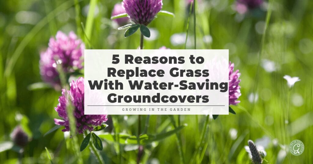 5 Reasons to Replace Grass With Water-Saving Groundcovers