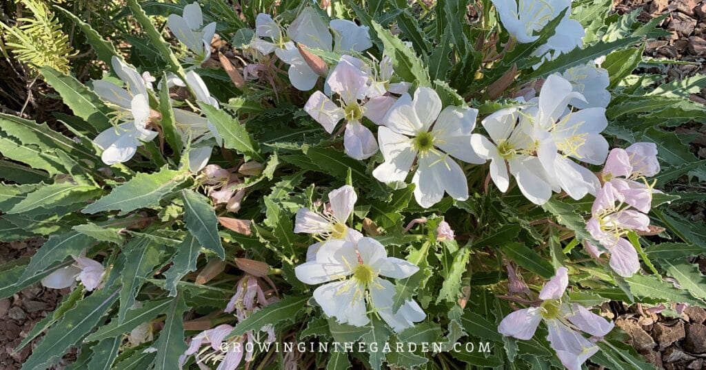 5 Reasons to Replace Grass With Water-Saving Groundcovers: Tufted evening primrose