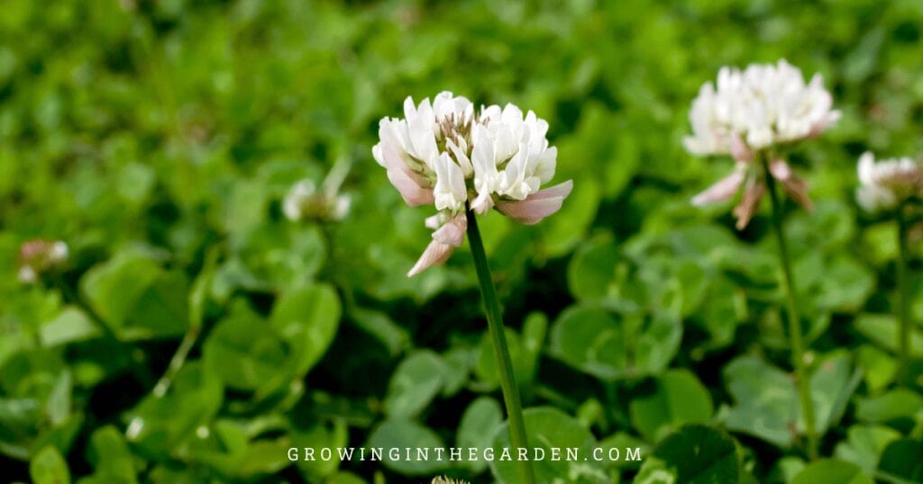 5 Reasons to Replace Grass With Water-Saving Groundcovers: Clover as a grass alternative