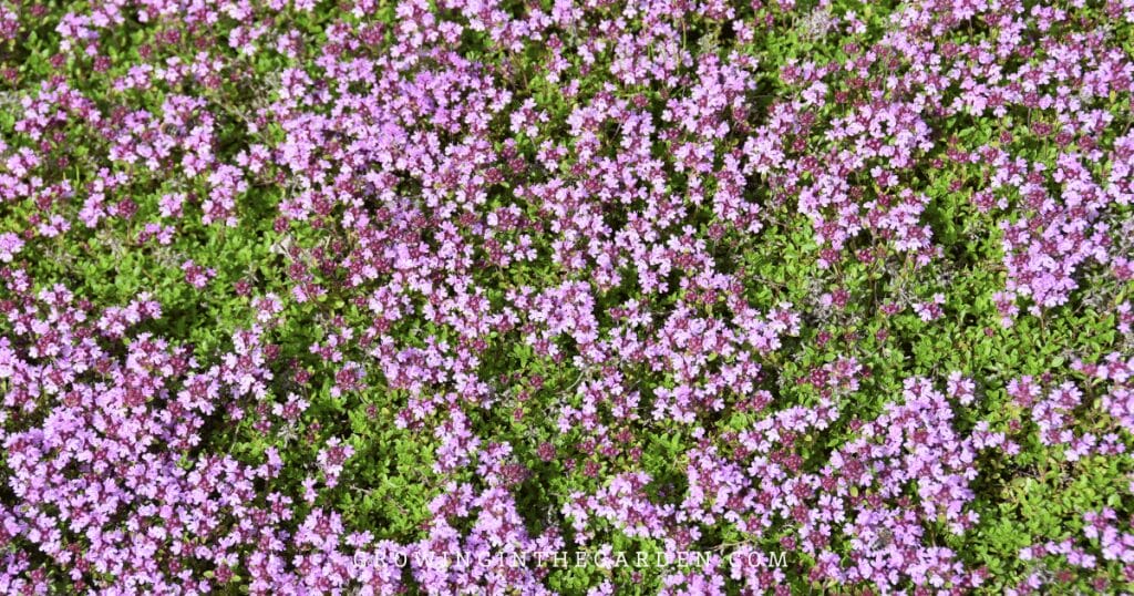 5 Reasons to Replace Grass With Water-Saving Groundcovers: Creeping thyme as a grass alternative