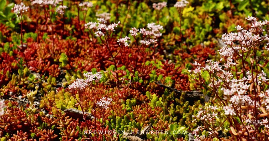 5 Reasons to Replace Grass With Water-Saving Groundcovers: Flowering sedum as a grass alternative