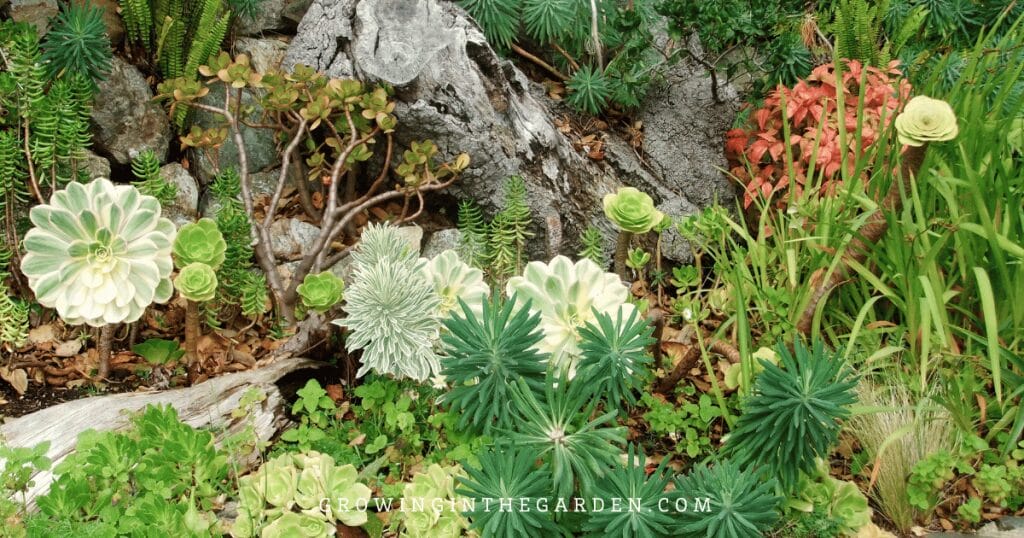 5 Reasons to Replace Grass With Water-Saving Groundcovers