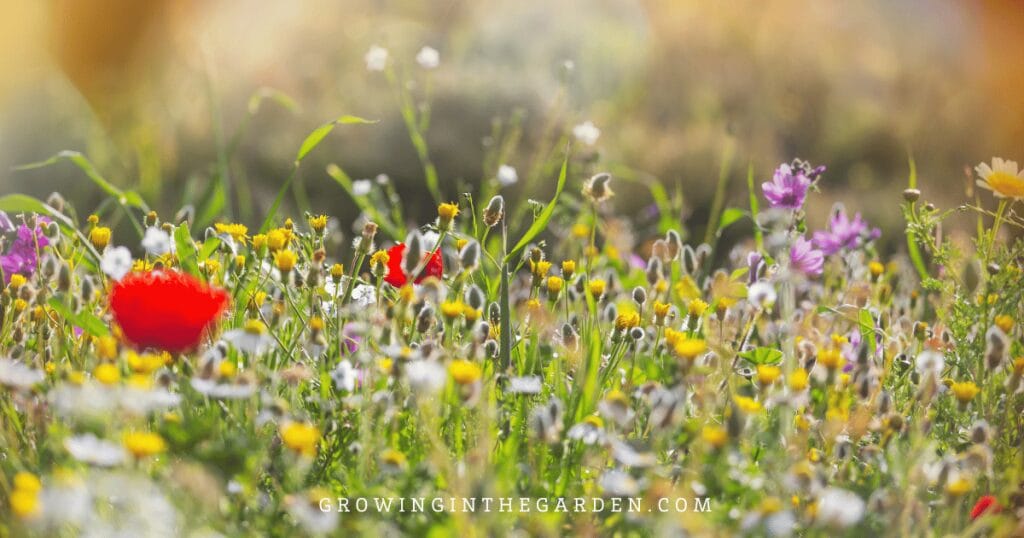5 Reasons to Replace Grass With Water-Saving Groundcovers: Wildflower "meadow" as turf replacement