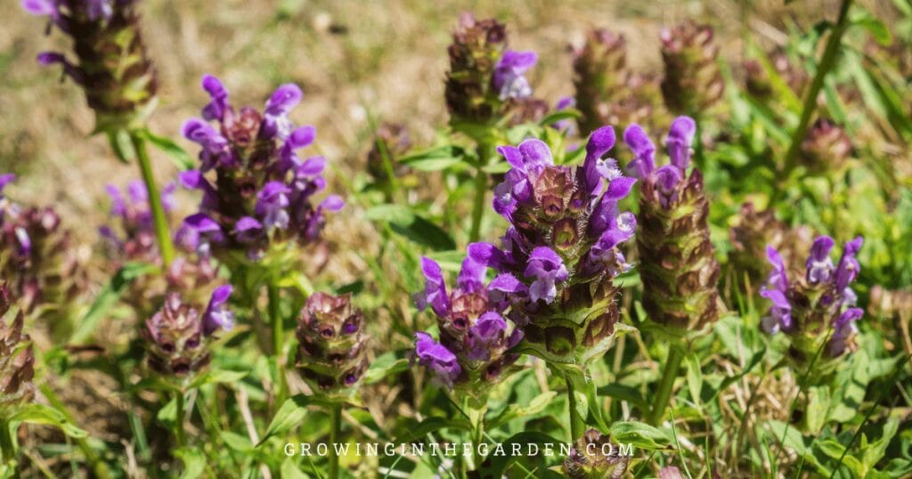 5 Reasons to Replace Grass With Water-Saving Groundcovers: Self-heal, Prunella grandiflora as a lawn alternative