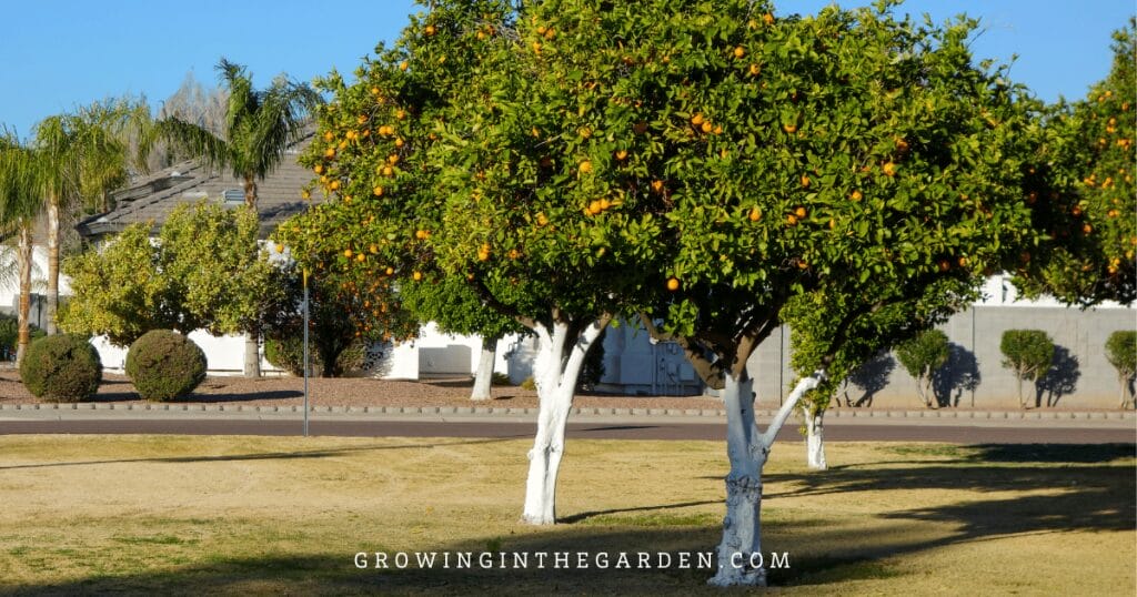 Avoid growing trees in turf areas if possible 
