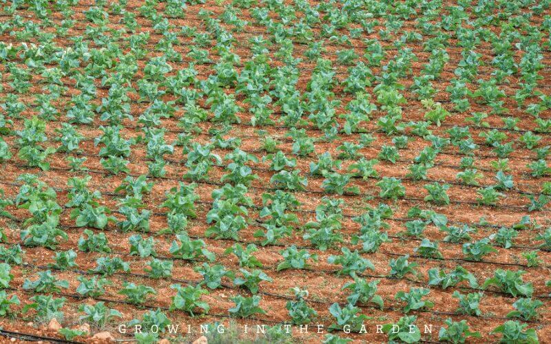 Monoculture: A single type of plant in each bed or plot of land. A monoculture makes it much easier for pests to find their intended crop.