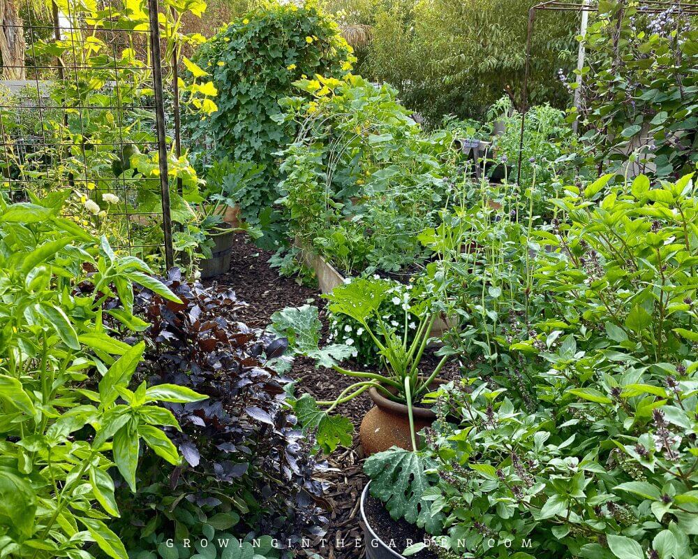 5 Tips for Successful Companion Planting