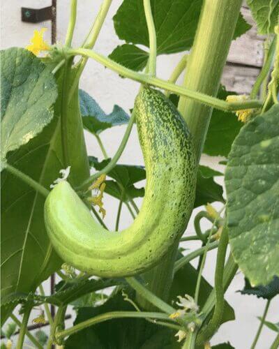 4. Use companion plants as supports or shade for one another