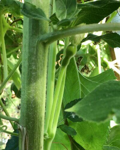 4. Use companion plants as supports or shade for one another