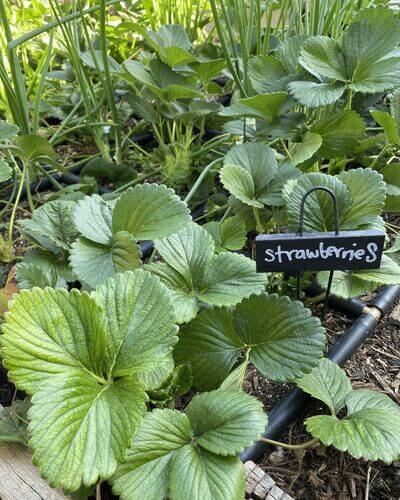 Strawberries interplanted with I'itoi onions for pest control and asparagus to shade the strawberries during the summer months.