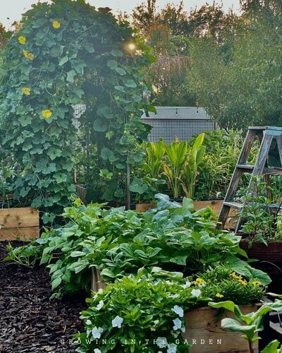 Adding a wide variety of herbs, flowers, vegetables, and fruit to your garden will benefit it more than any specific companion plant combination. Diversity in plantings attracts a broader assortment of beneficial insects and pollinators. Provide food and shelter within your garden for those pollinators and beneficial insects.