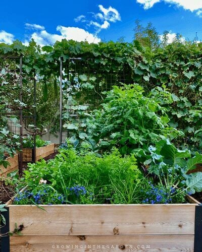 5 Tips for Successful Companion Planting