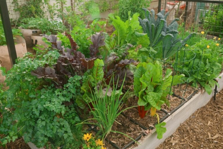 5 Tips for Successful Companion Planting featured image