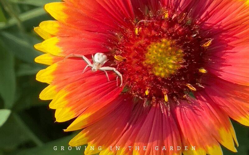 Practice companion planting to attract beneficial insects and pollinators