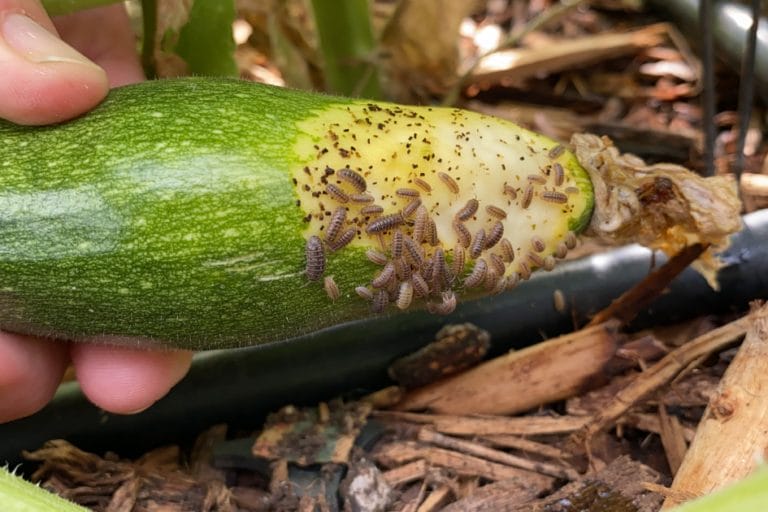 5 Ways to Keep Pill Bugs from Destroying Your Garden featured image