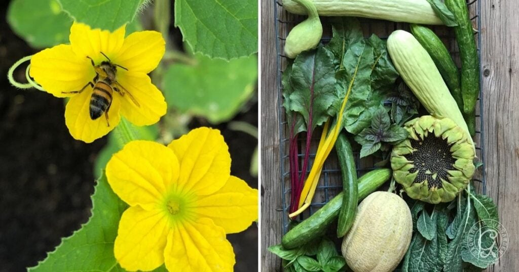 cucumber blossoms and harvest